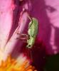 227775 – Photo : Bernard Ginesy – France (13)